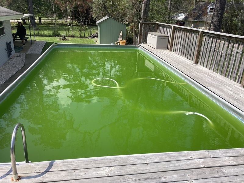 Rectangular in-ground pool with a wooden deck, the water green with algae